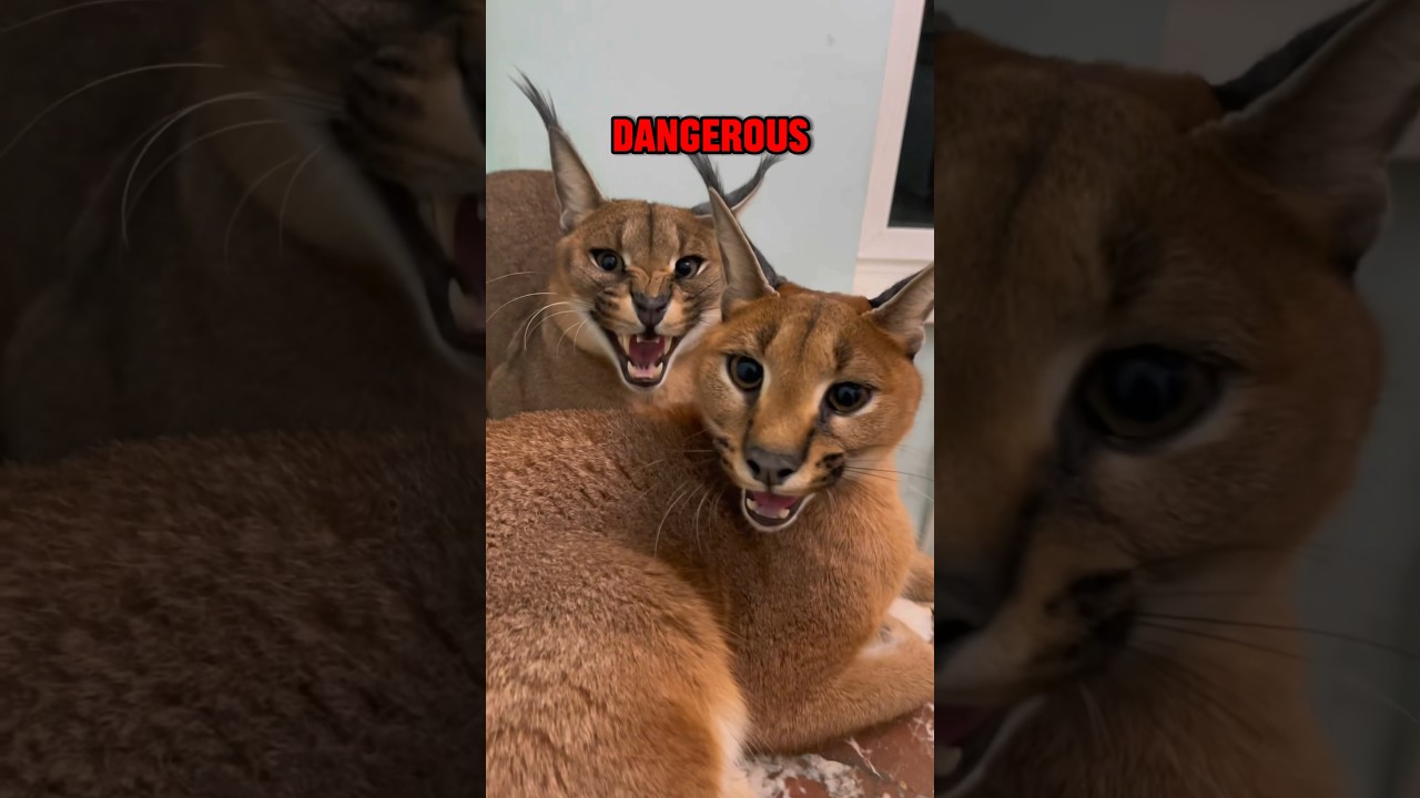 The Most Dangerous Domesticated Cat: The Caracal! #shorts #cat #caracal