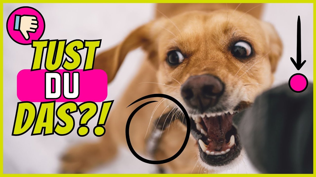 7 Fehler, durch die dein Hund den RESPEKT vor dir verliert 💥
