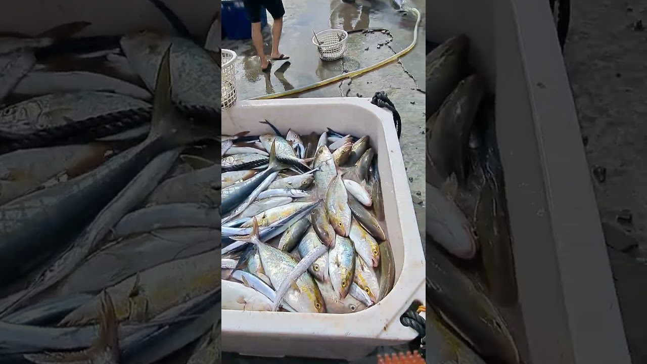 家庭號 紅甘魚 豐收! Amazing netting fresh Amberjack, nice for Sashimi, 光榮定置漁場 