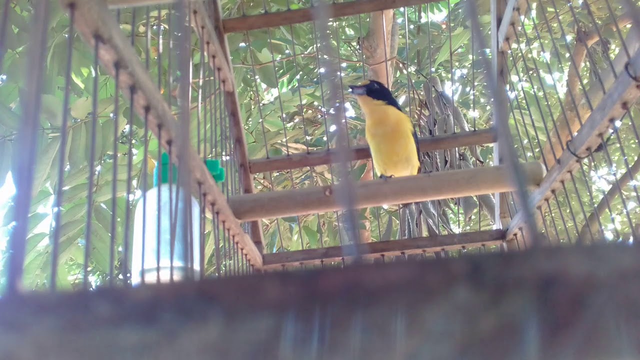 Guri atã fogoso