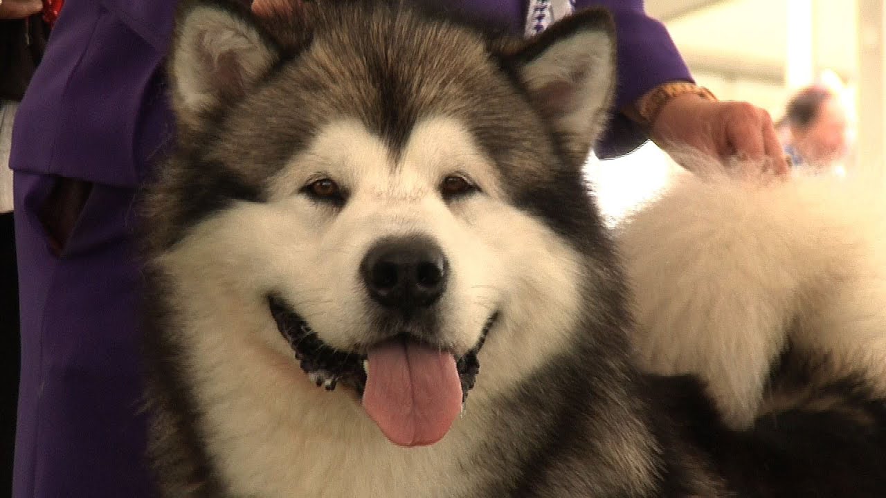 Windsor Championship Dog Show 2014 - Working group