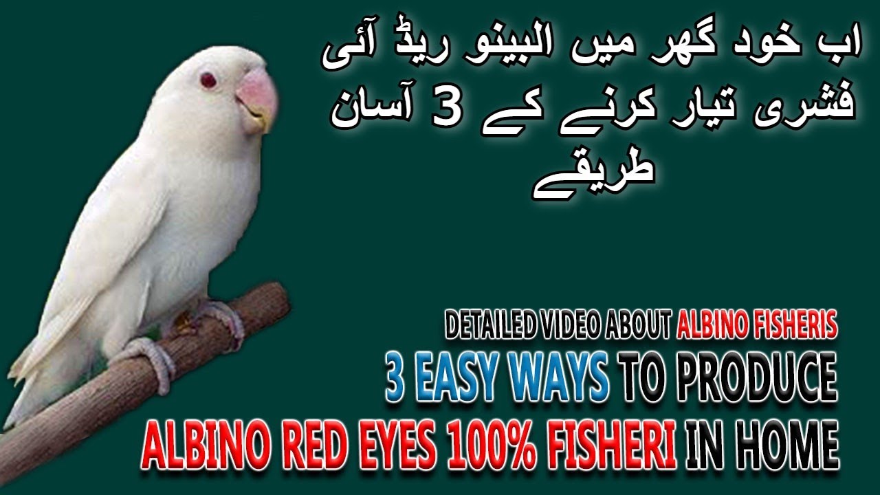 البینو ریڈ آئی فشری خود بنائیں | PRODUCE ALBINO RED EYES FISHERI AT HOME | AA BIRDS INFORMATION