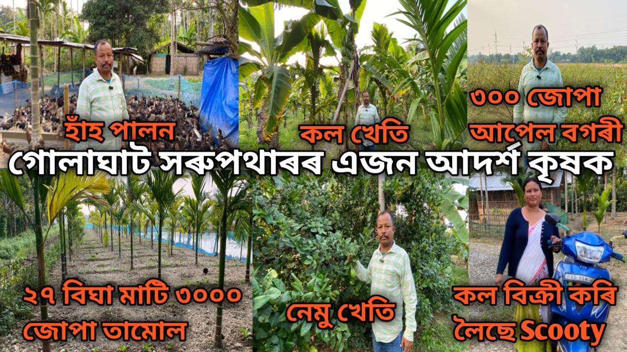 এজন আদৰ্শ কৃষকে ২৭ বিঘা মাটি ৩০০০ জোপা তামোল,নেমু খেতি,কল খেতি,আপেল বগৰী,হাঁহ পালন কৰিছে চাওক।