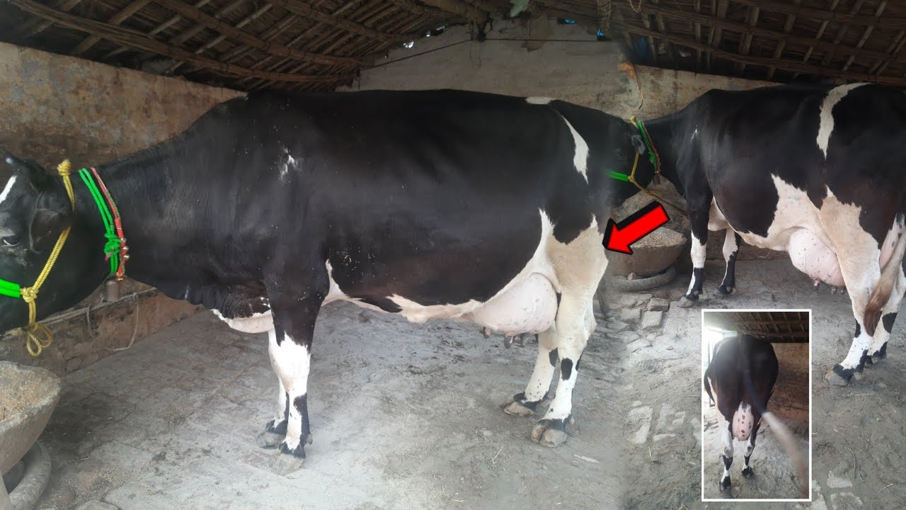 Roz Itna Doodh? 😱 Meri Farm Ki Sabse High Milk Wali Gaye