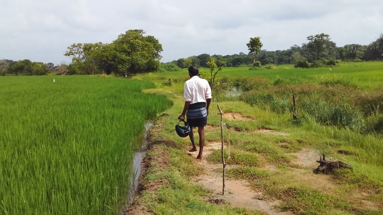 මගේ අද දවසෙන් බාගයක් ❤💚 #Salaniya#dayvlogs#viral#srilanka