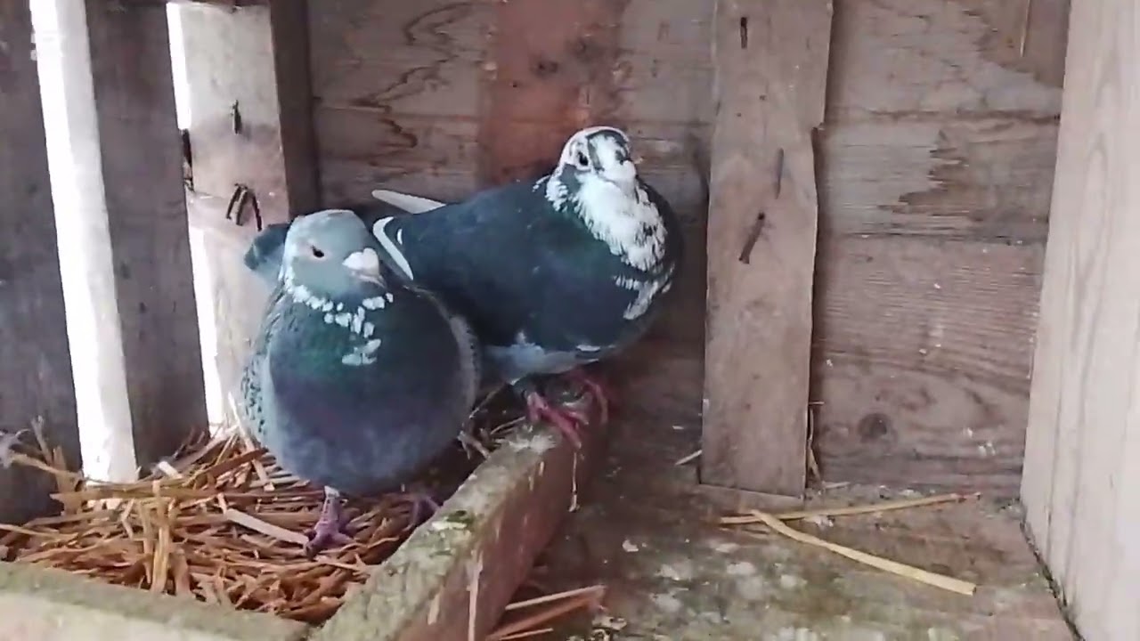 Porumbei voiajori top♥️🕊️.                                     Au început să scoată ouă♥️🕊️😍