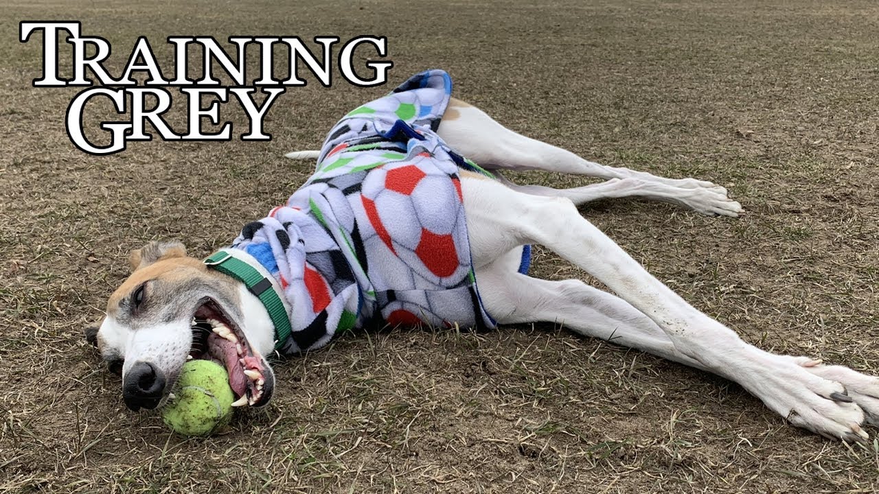 Training Grey: Are retired racing greyhounds difficult to train?