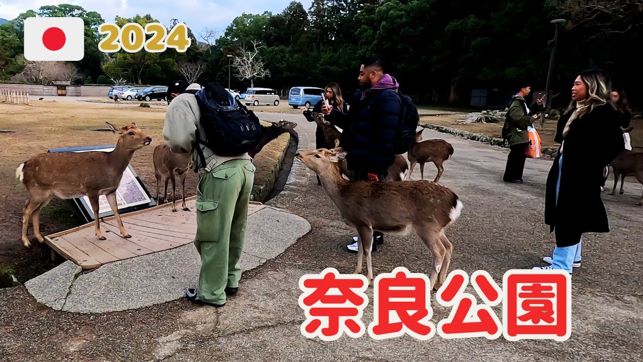 奈良公園 「鹿にびっくりして逃げまどう子供」 外国人観光客も感動 鹿とふれあい 鹿の世界video