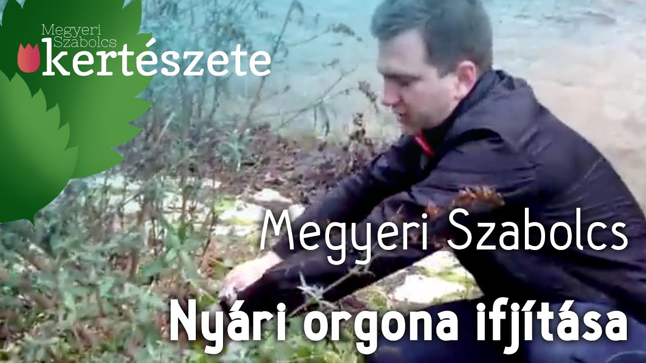 Buddleia - Nyári orgona ifjítása -  metszése - Megyeri Szabolcs Kertészete
