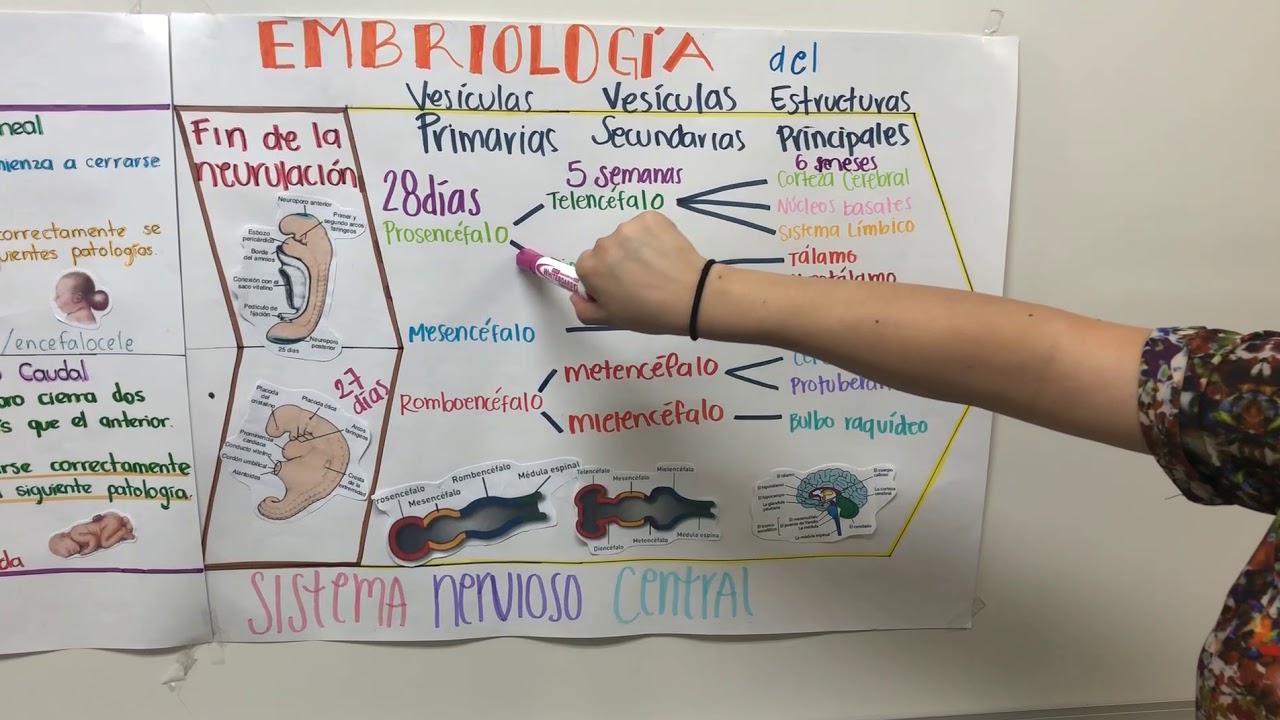 HISTOGENESIS EN 5 MIN