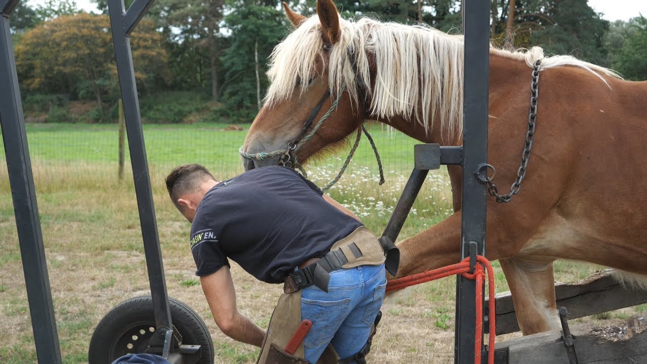 a young farrier does excellent and fast work