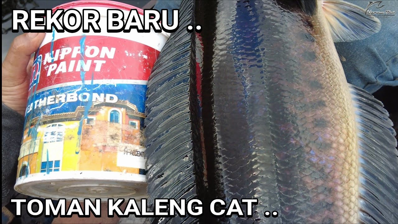 BARU NEMU IKAN SEGEDE INI ... 😍😍 ..