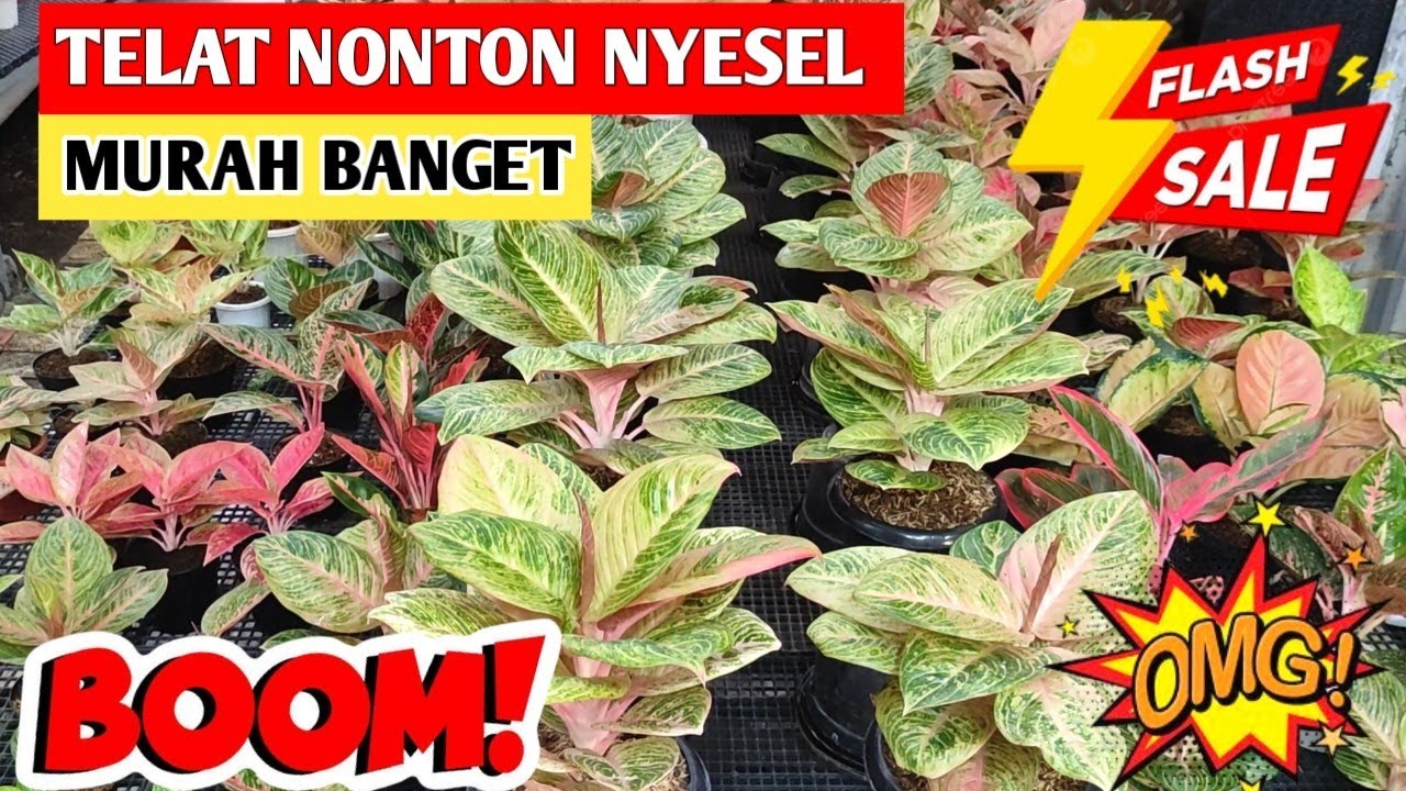 Telat nonton nyesel‼️ Aglonema Super Promo, Beneran Murah ~ 115