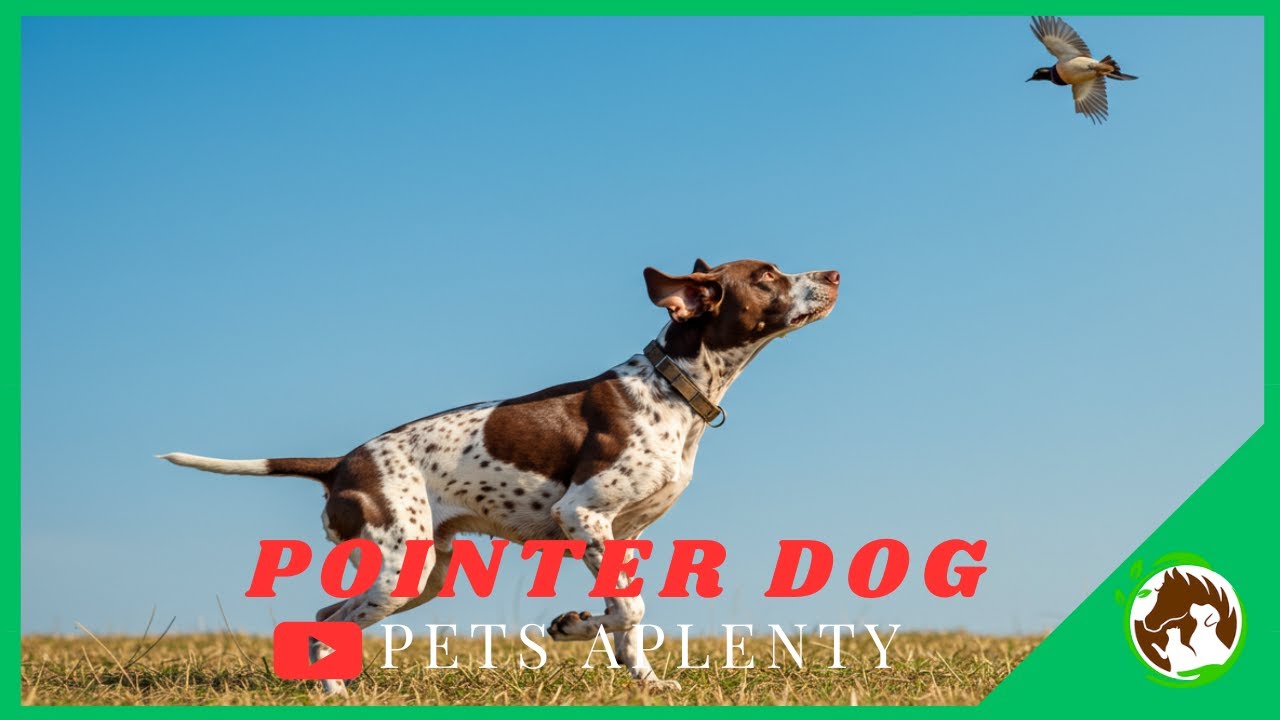 What Makes POINTER DOGS So Special? 🐾