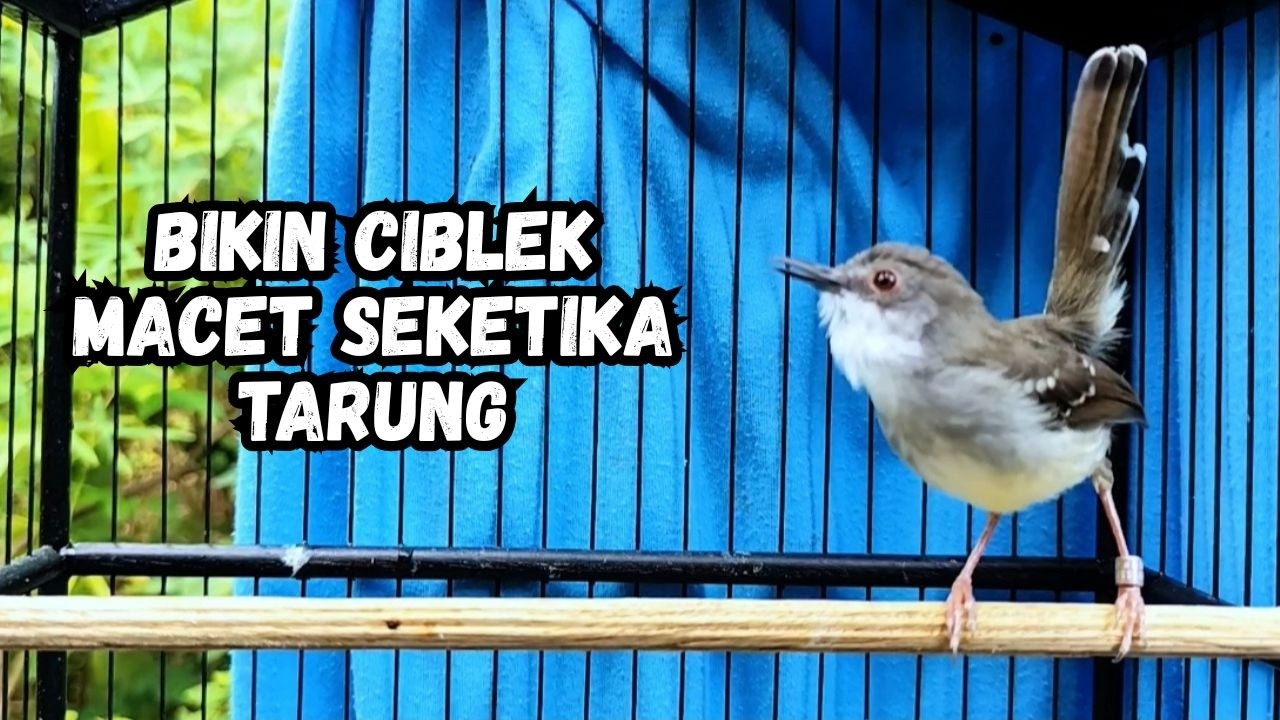 ciblek gacor ini AMPUH buat Pancingan ciblek semi dan ciblek kristal bahan, Masteran Ciblek ngebren