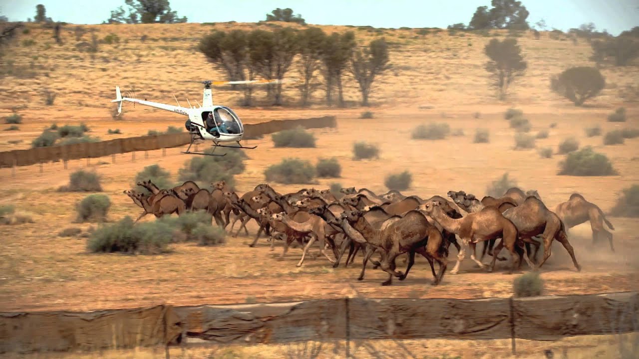 Robson Green's Australian Adventure Episode 2: CAMEL HERDING