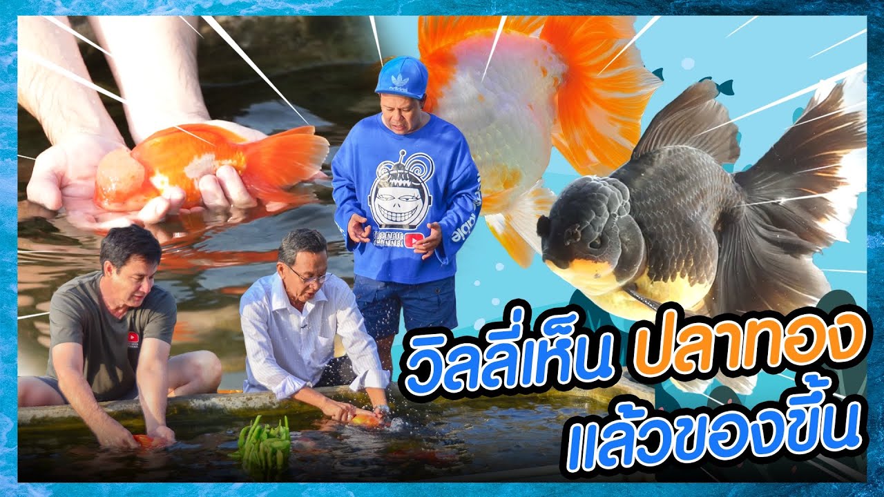 ปลาทอง goldfish บุกกรุเก็บสะสม  (Rerun)