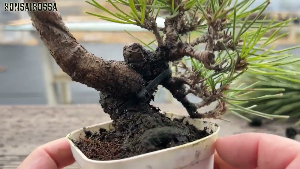【KRM5】黒松のチョンマゲ落とし #盆栽 #bonsai