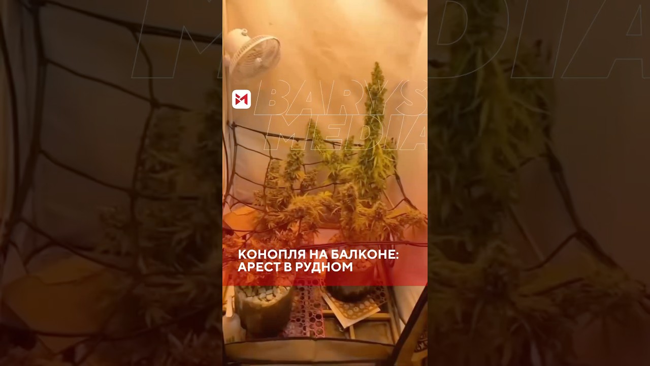 В Рудном ликвидирована фитолаборатория по выращиванию конопли #Рудный #Конопля #barysmedia