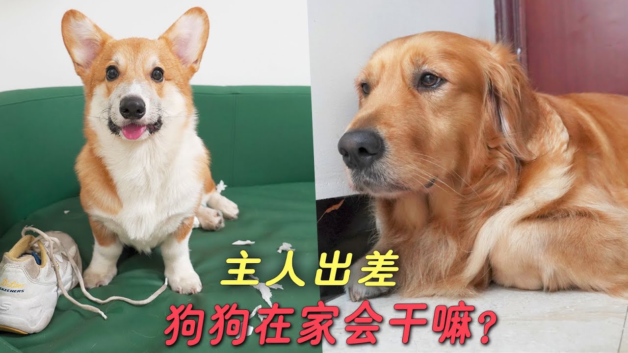 主人突然“出差”，小柯基疯狂拆家，金毛却乖得让人心疼！