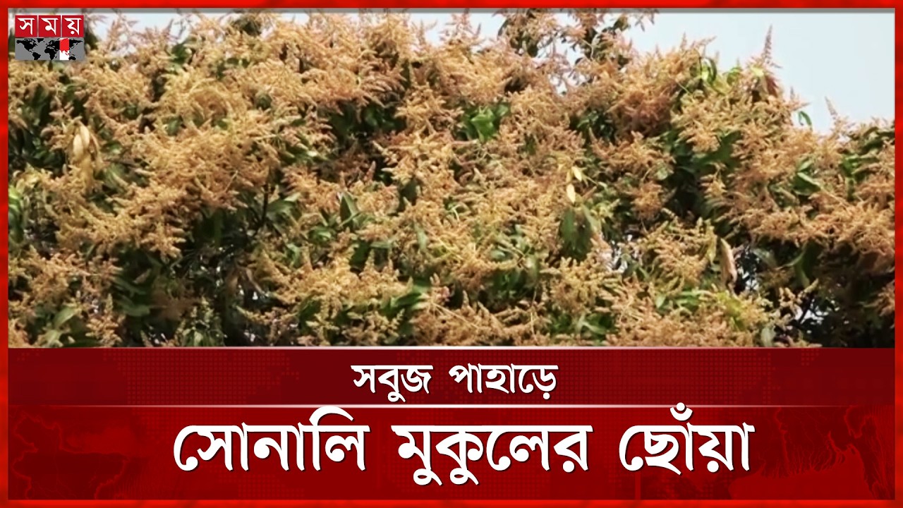 সোনালি মুকুলে ভরা খাগড়াছড়ির আম বাগান, কৃষকদের মুখে হাসি | Khagrachari Mango Farming | Seasonal Fruit