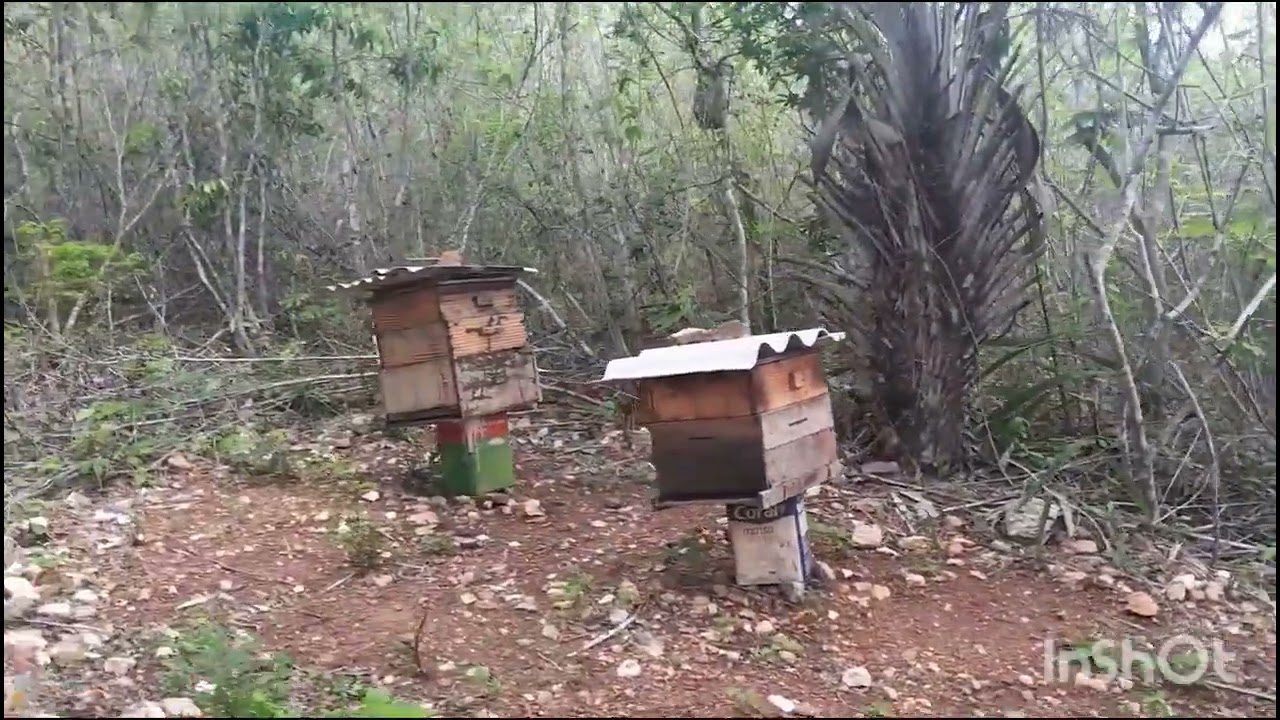 observando mais 3 enxame que chegaram na caixa isca 🐝🐝🐝🐝🐝