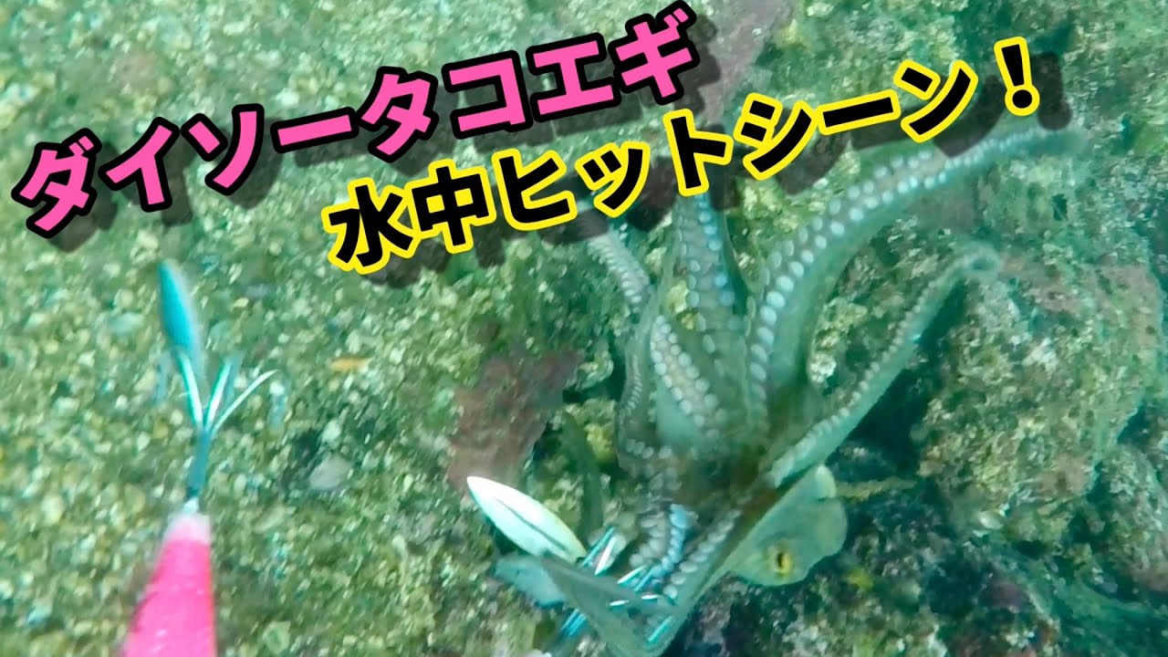 コスパ最強！ダイソータコエギ！【タコ釣り水中映像】underwater fishing