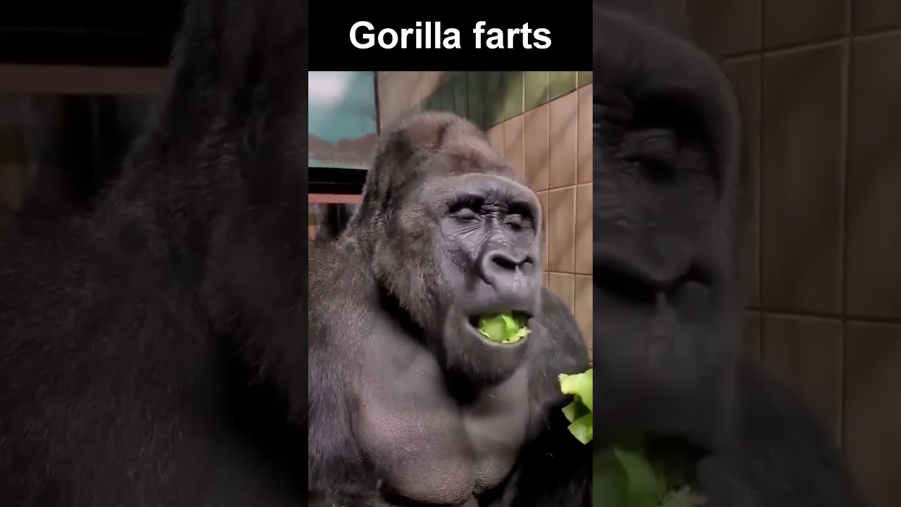 A Gorilla Farts