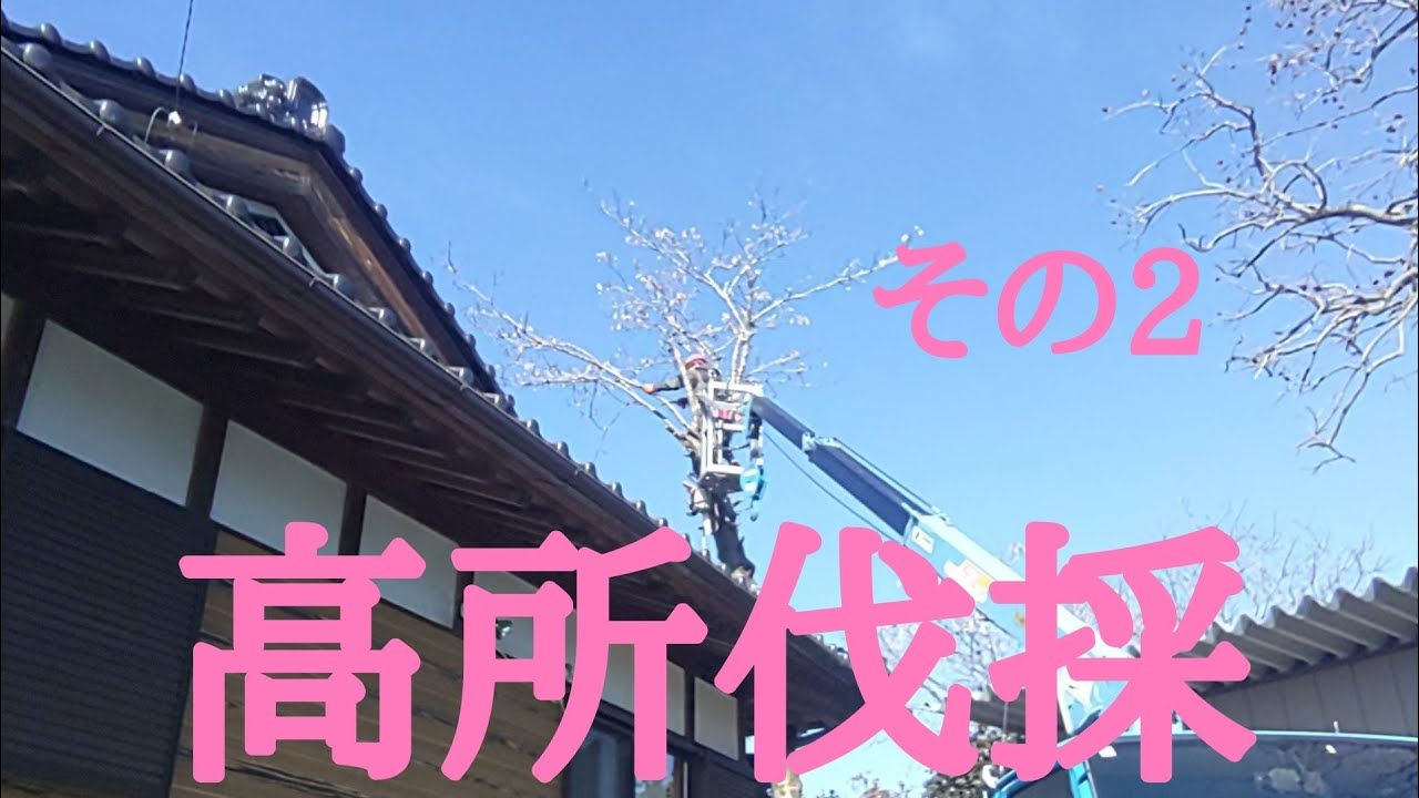 高所伐採その2