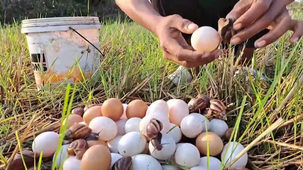 Top catching fish amazing! pick a lot of eggs on the hive under a tree pick by hand