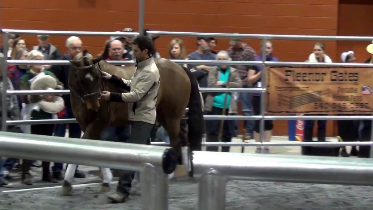 Brendan Wise PA Horse World Expo 2016, Saturday Demo -  Work In Hand