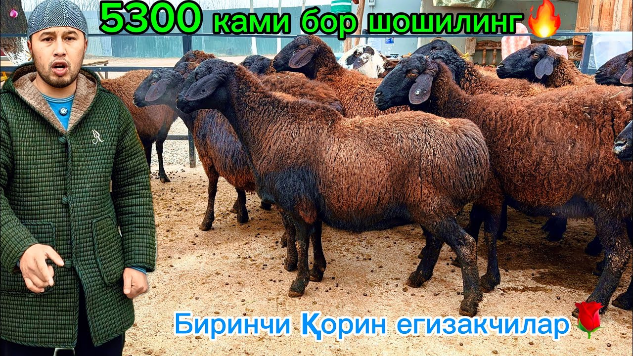 Бунақаси бўлмаган💉тозза хисори бўғоз қўйлар