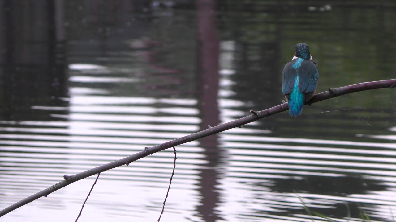 Kingfisher