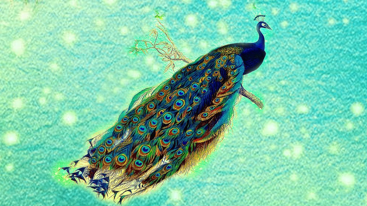 30 MIN ENERGY CLEANSE  MEDITATION MUSIC | 528BHz  | RELAXING PEACOCK VIDEO MEDITATION | INNER PEACE