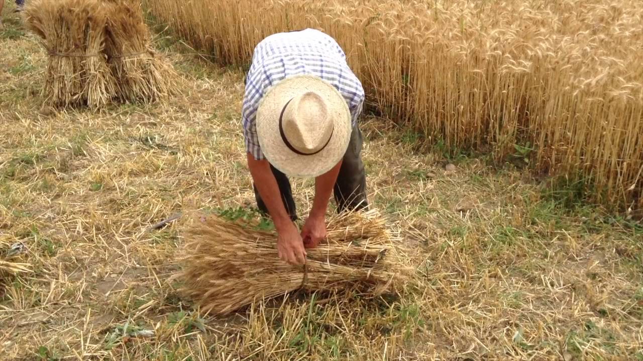 La mietitura del nostro grano