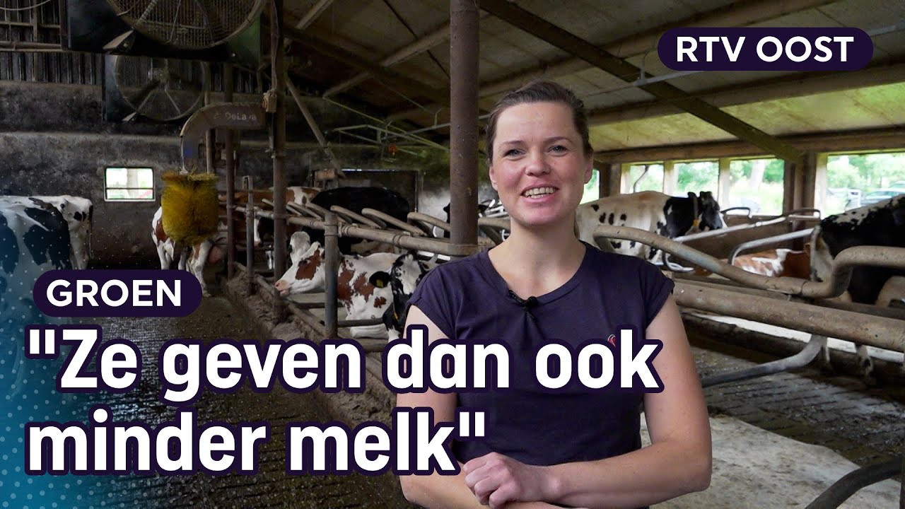 Hittestress bij koeien: boerin Francis heeft maatregelen getroffen | Oost