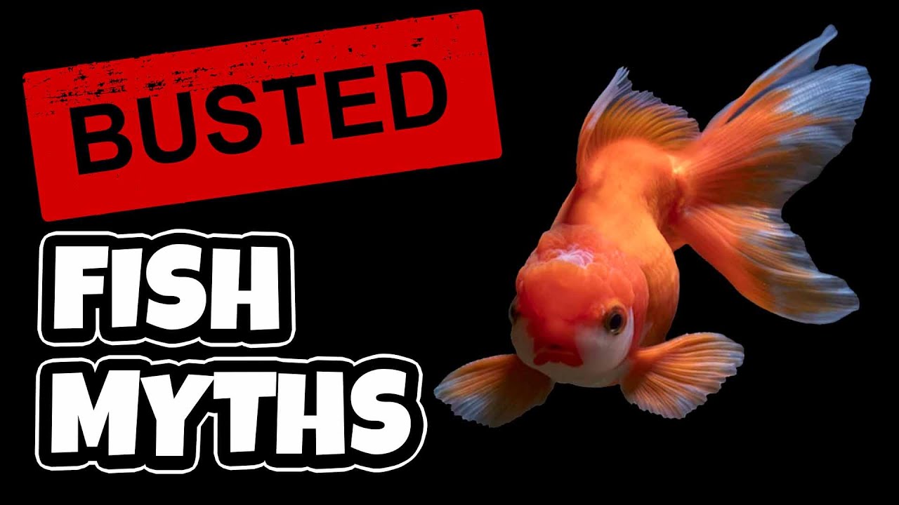 5 Aquarium Myths - How Many did you believe?