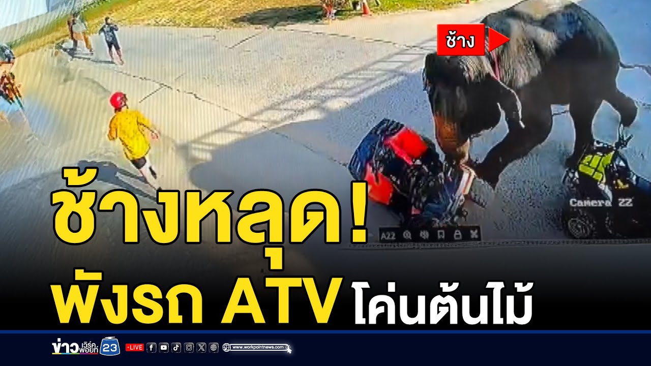 ระทึกภูเก็ต! ช้างปางดังหลุดอาละวาดกลางชุมชน | ชงข่าวเขย่าจอ | 23 ม.ค.69