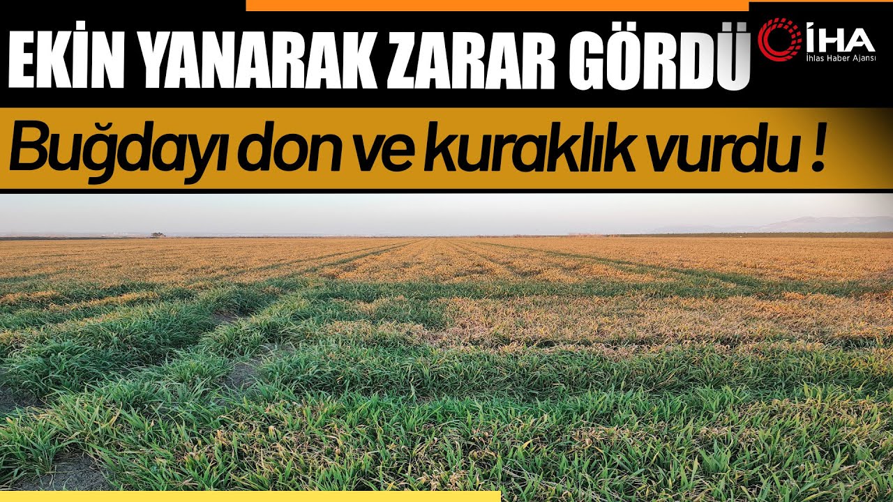 Buğdayı Don Ve Kuraklık Vurdu !