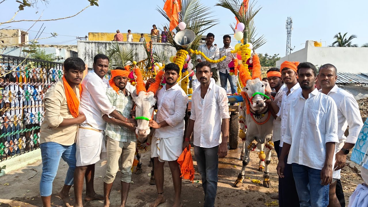 Podarallapalli Bulls 🔥🔥 Veeranarayana Swamy Festival Mahashivratri Special #bull #like #share #viral