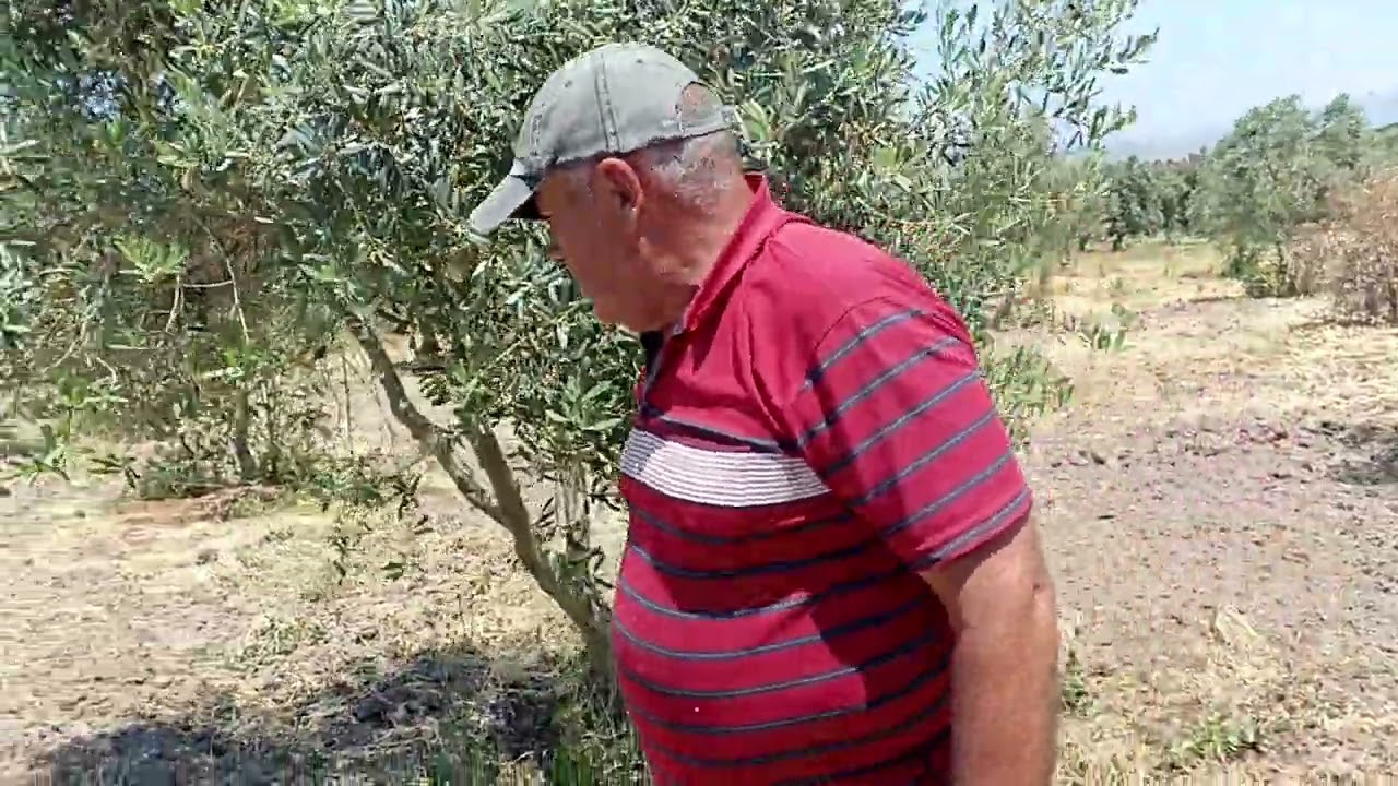 Zeytin çapalama, 25/05/2024