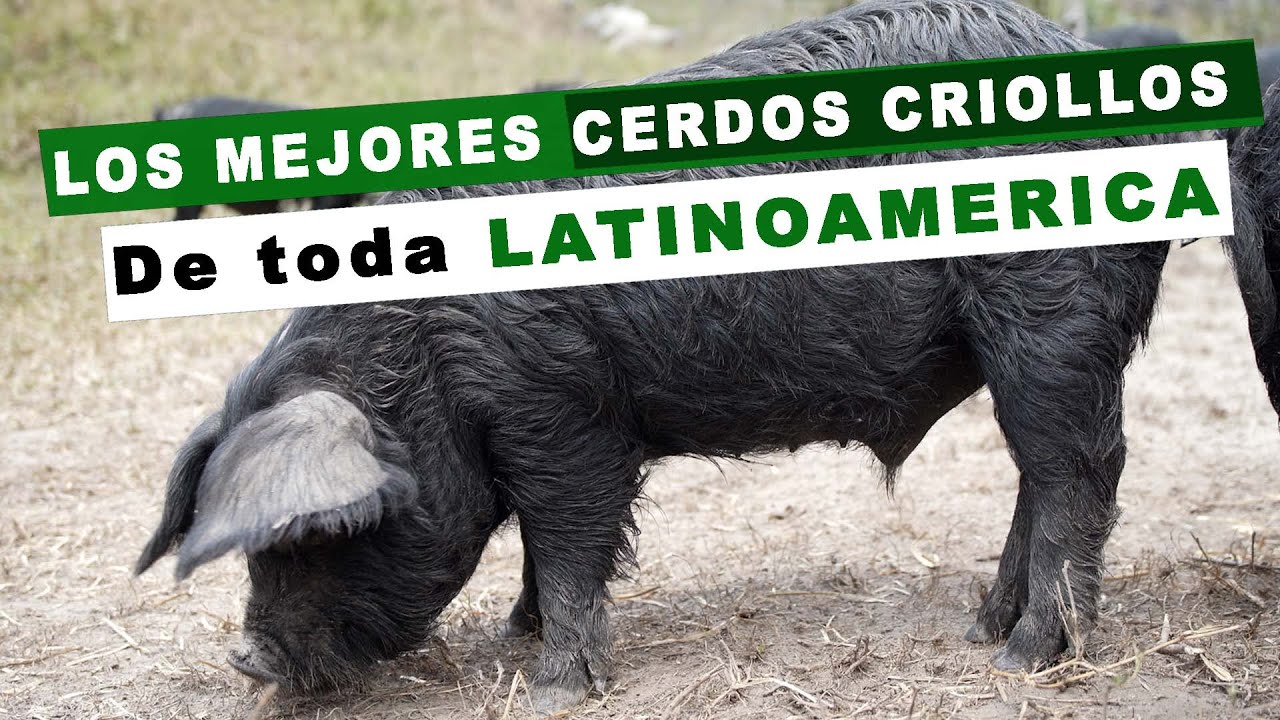 LOS MEJORES CERDOS CRIOLLOS DE LATINOAMERICA