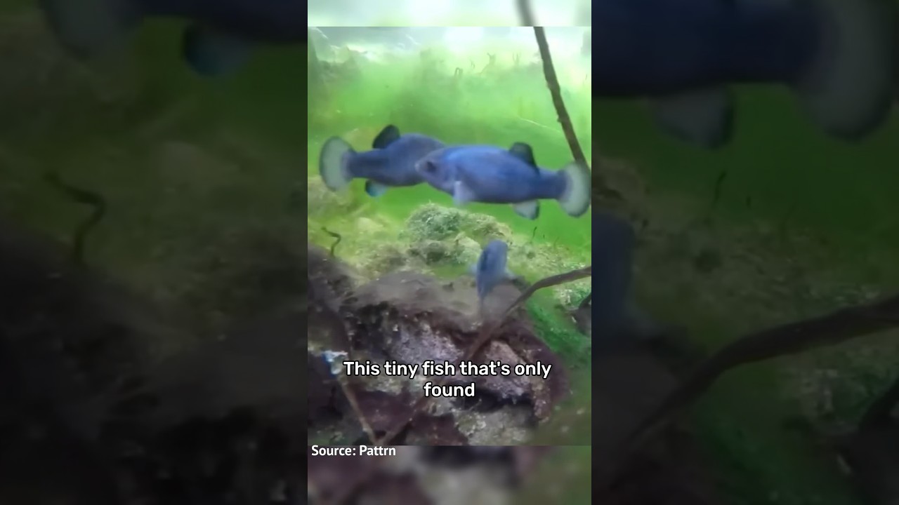 Saving Devil&rsquo;s Hole Pupfish!