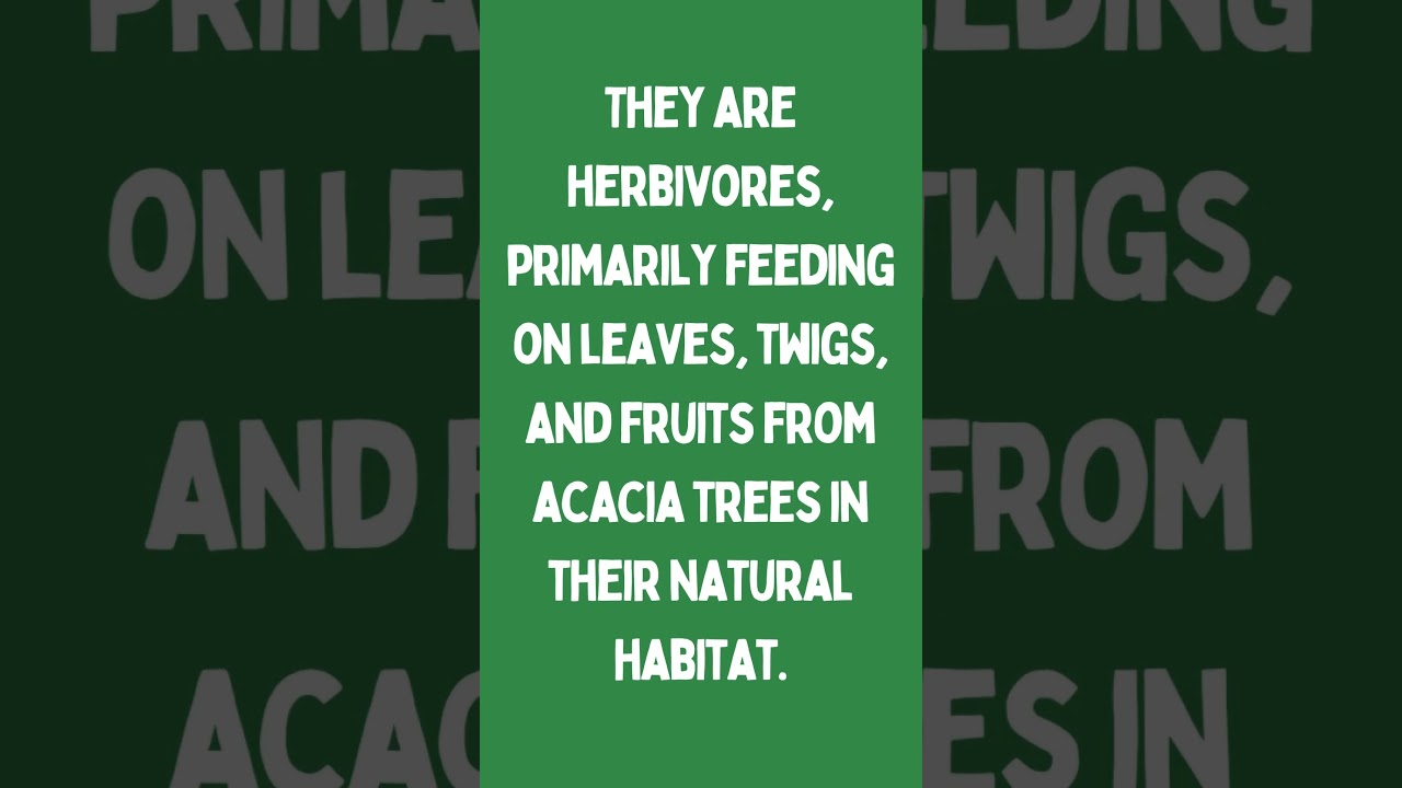 Guess the animal. Try your Brain. #Game #guessinggame