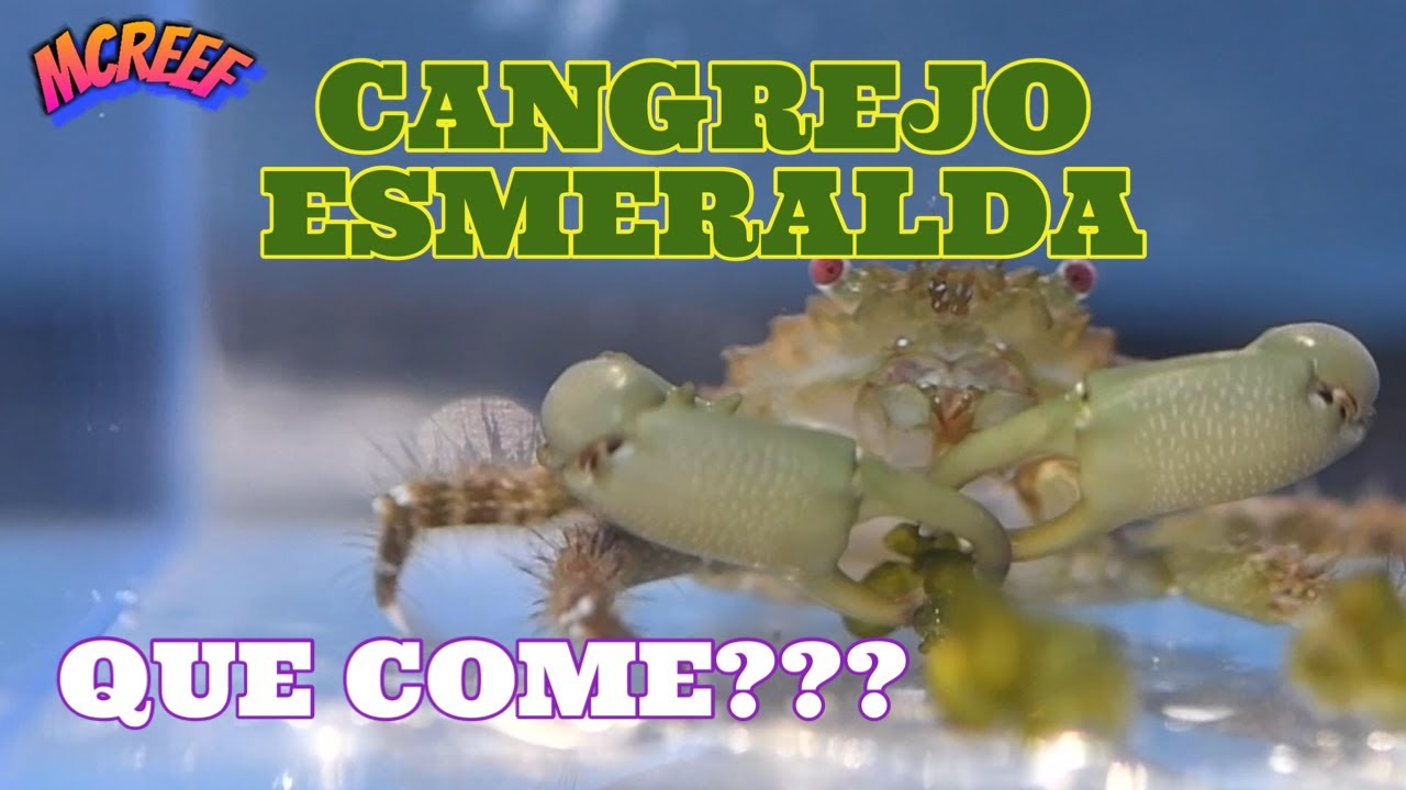 CANGREJO ESMERALDA Como Eliminar Alga VALONIA? |Bonito Cangrejo para tu ACUARIO MARINO Donde Comprar