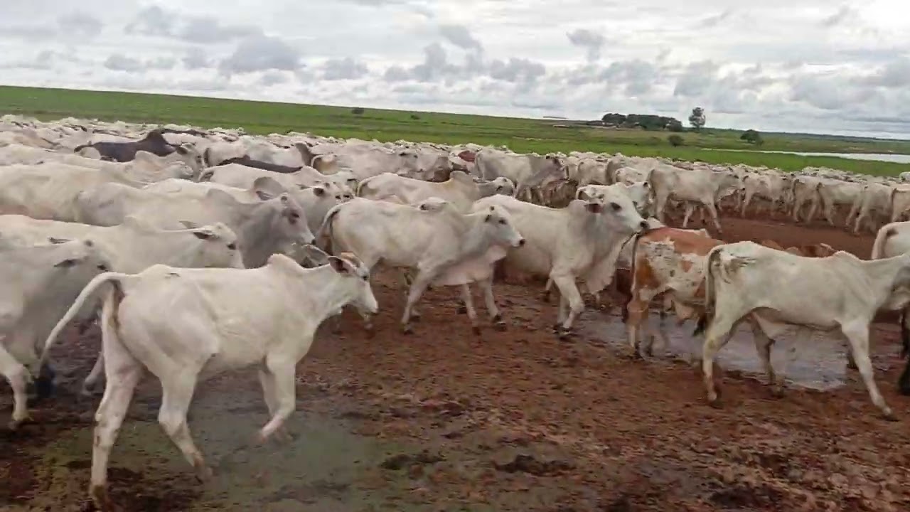 Levando a boiada para o curral para pesar @chacaracomediaselvagem6832 