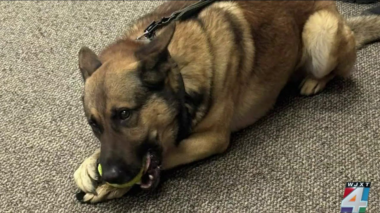 Clay County to bring K-9s into high schools. Some parents have concerns about the program