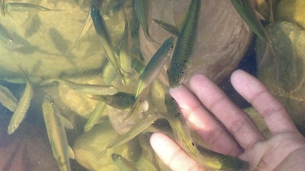 Feeding Thousands of Fish in Minutes 🐟 | Kindness Vlog India