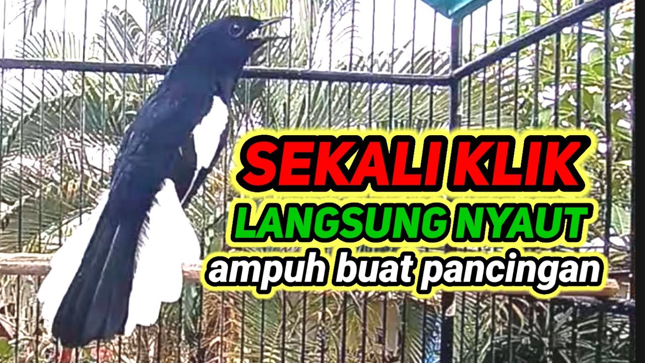 suara burung kacer gacor memanggil lawan ampuh buat pancingan