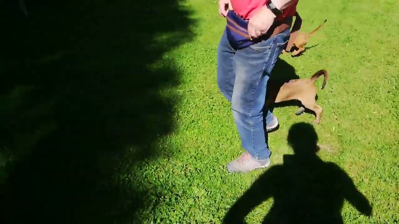 Welpenkurs im Hundeverein Sv&ouml; 47 Spittal /Oberk&auml;rnten